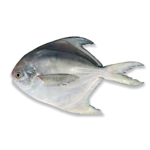 Silver Pomfret
